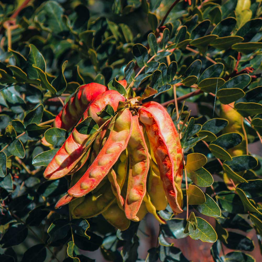 Arbol Quebracho